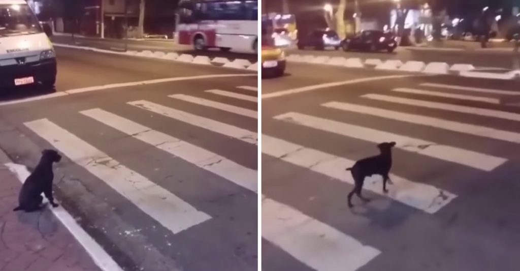 Exemplo Cachorrinho De Rua Espera O Sem Foro Ficar Verde Para