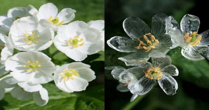Conheça a flor que fica transparente quando chove