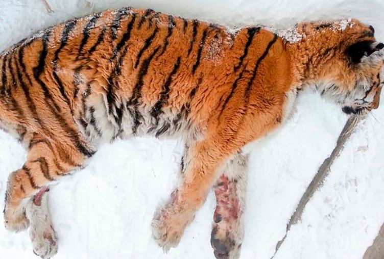 agrandeartedeserfeliz.com - Dor excruciante leva um tigre faminto para fora de seu habitat implorando por ajuda humana